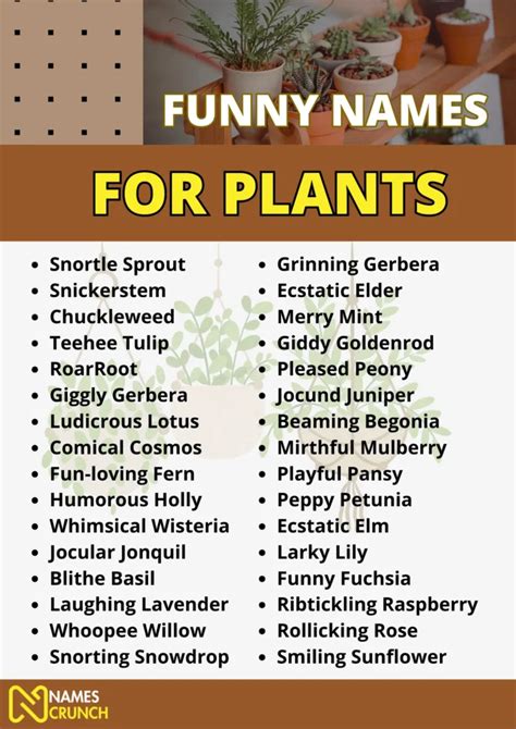 odd flower names|34 Plants With Funny Names To Add Cheer To Your .